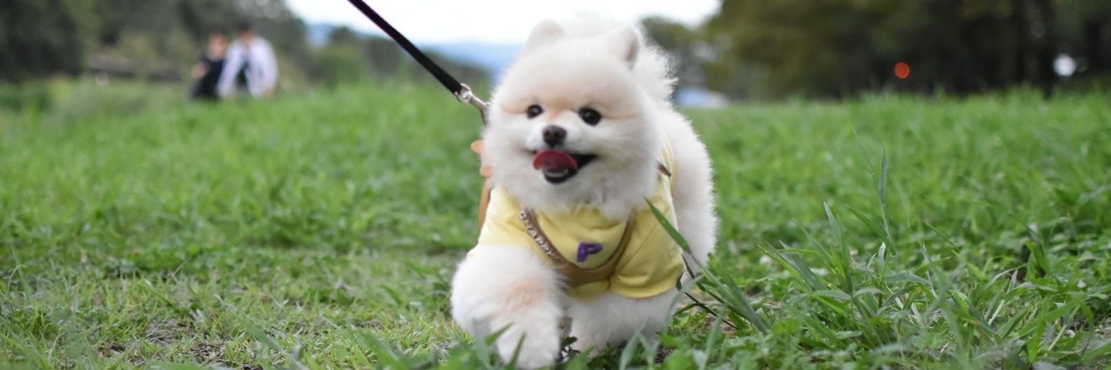 松本チャッピー banner