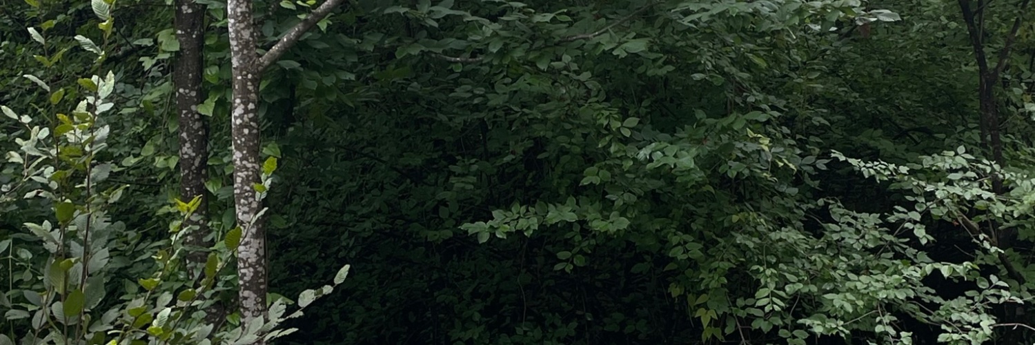 kimnediyo's profile banner image