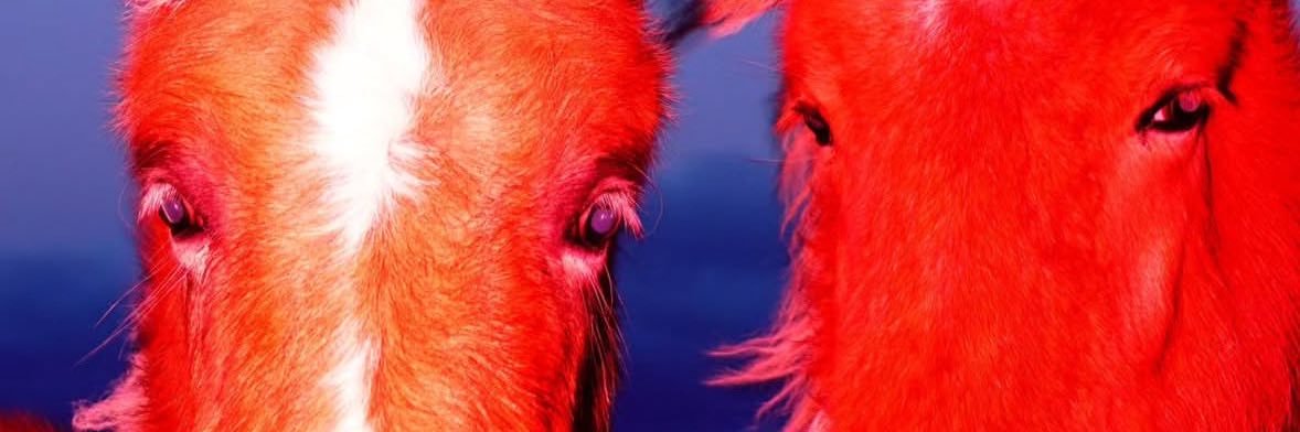 koarci's profile banner image