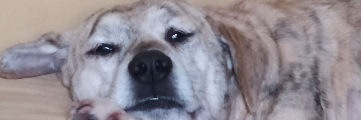 oxabalidabirra's profile banner image