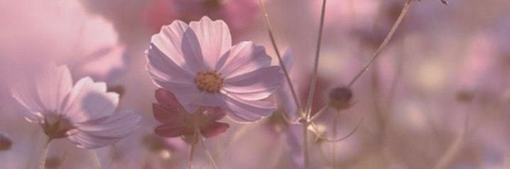 lorenazip's profile banner image