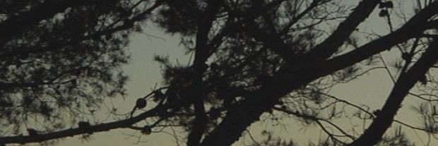 laurerius's profile banner image