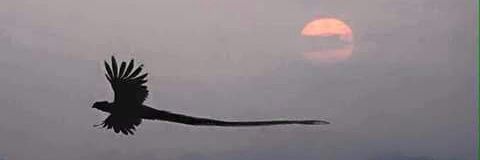 lamf82's profile banner image