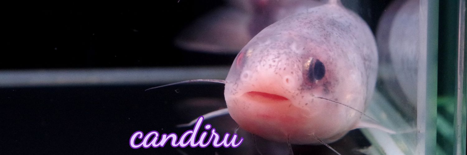 candirUka's profile banner image