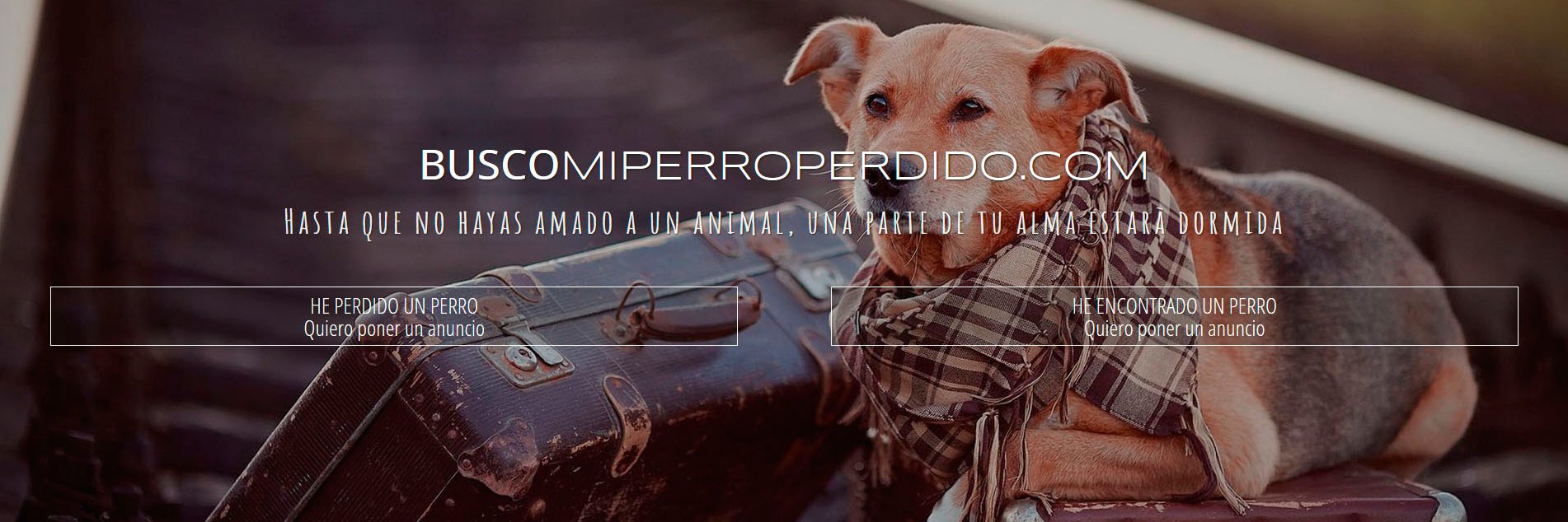 buscomiperroper's profile banner image