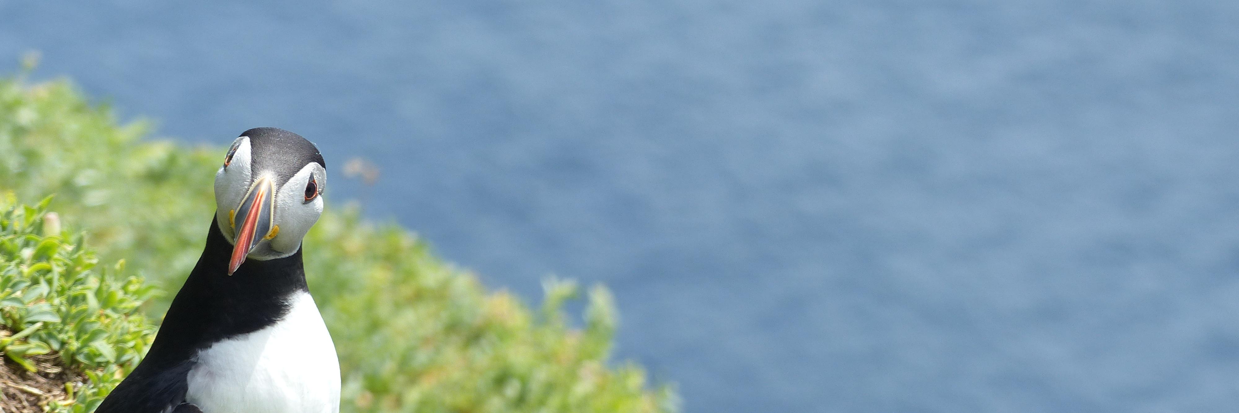 PatriciaABreen's profile banner image