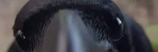 Crowanoke Profile Banner