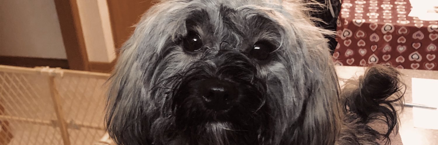CeceliaMoreland's profile banner image