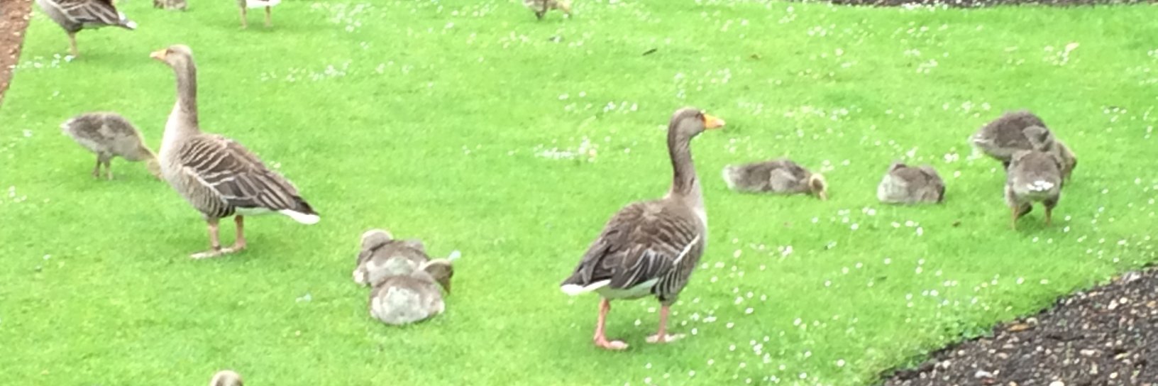 Professor John Egan banner