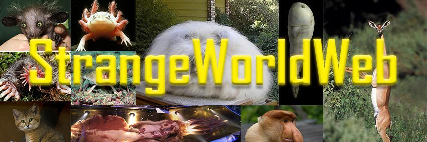 StrangeWorldWeb's profile banner image