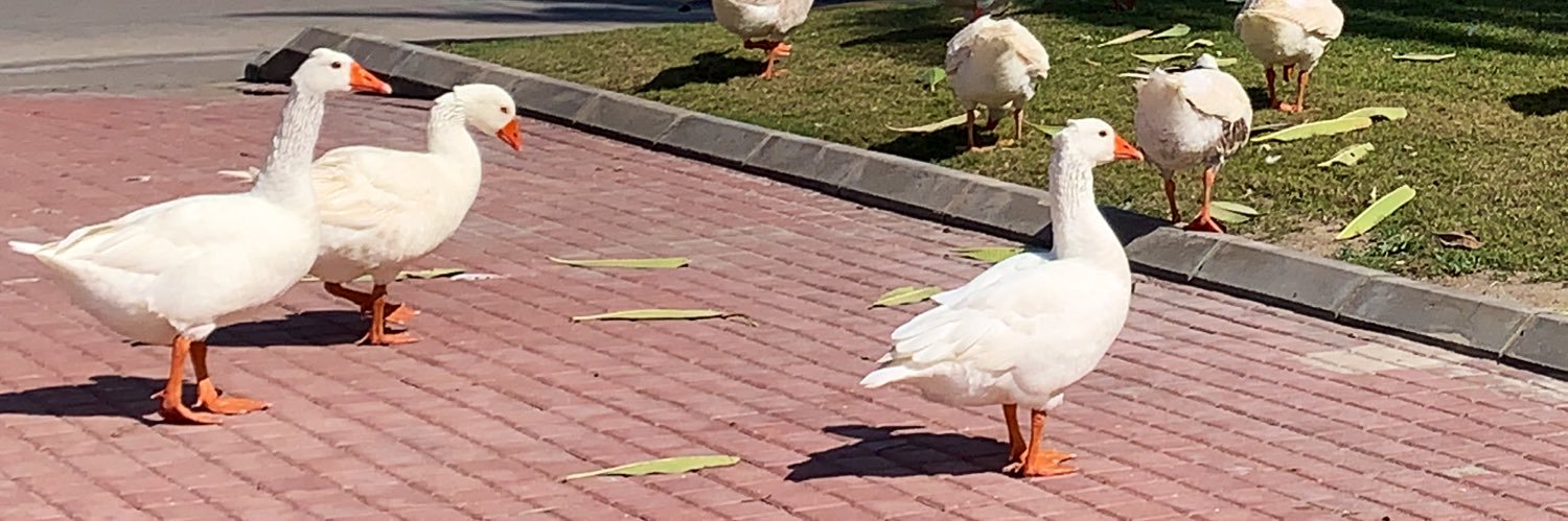 Basmah N 𓍲 banner