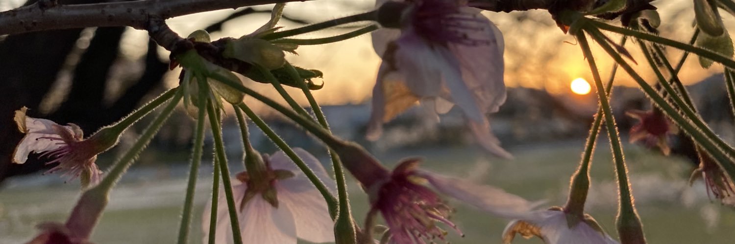 msbysytpc's profile banner image