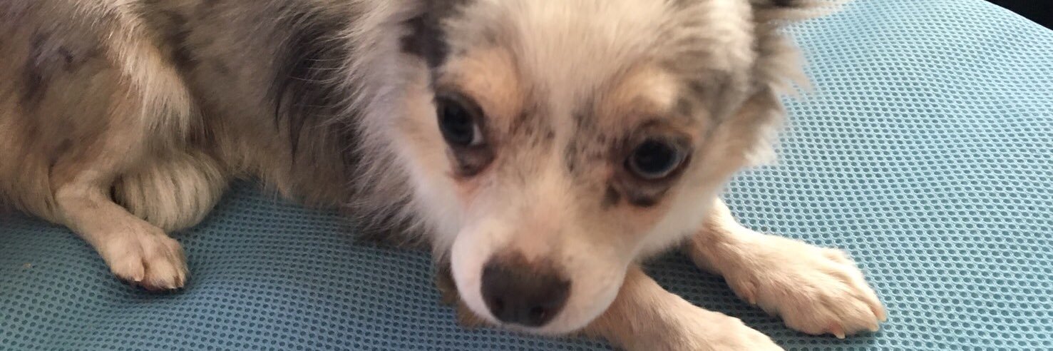 りょにゃ(いつも眠い) banner