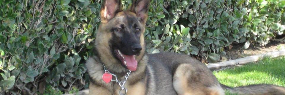 SheppardKbarK's profile banner image