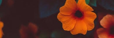 dilaramimilara's profile banner image