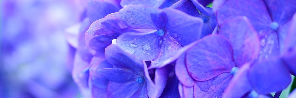 MidoriMatsui's profile banner image