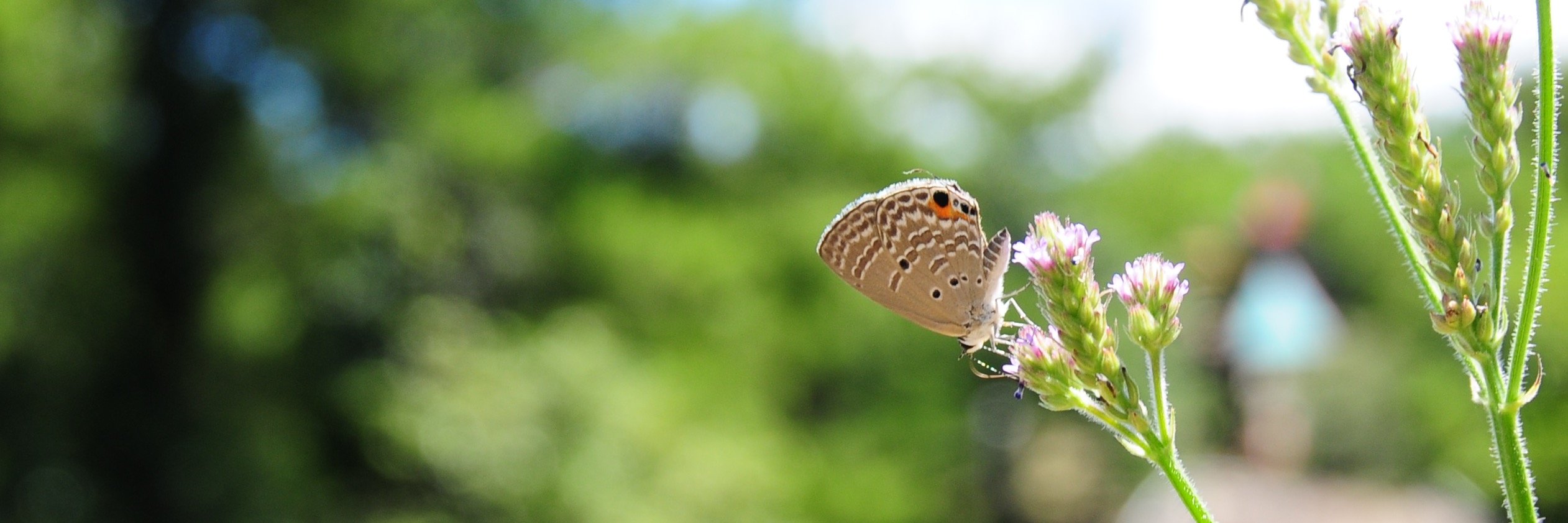 杉さん@てふてふ banner