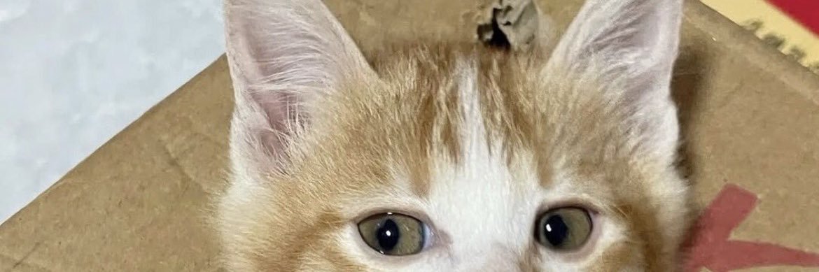 chimilquei's profile banner image
