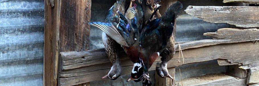 tateabbott20's profile banner image