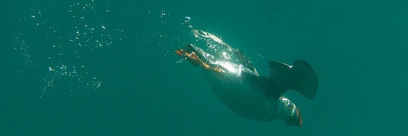 Welsh Embassy (West London Edition) banner
