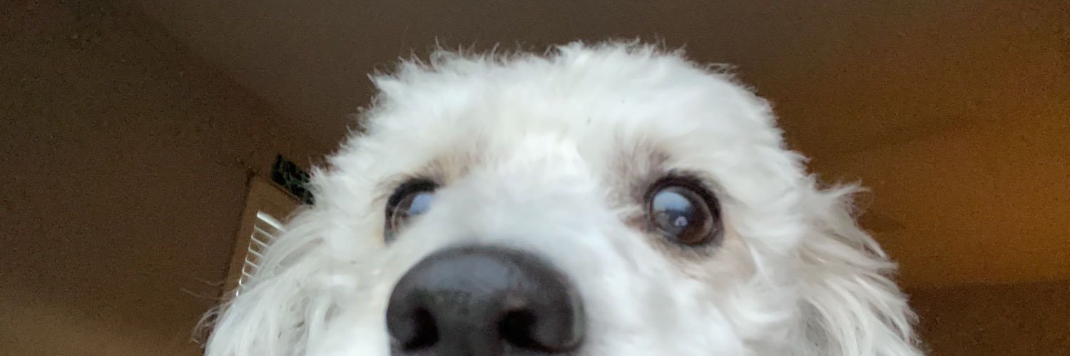 SwizzleSarah's profile banner image