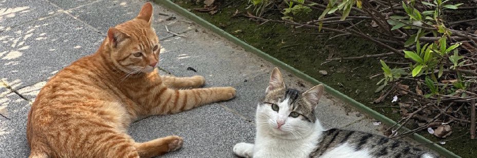 Uu不吃饭 banner