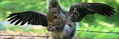 SquirrelBird's profile banner image