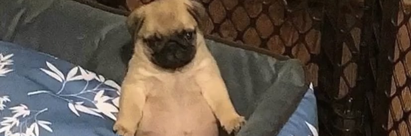 allysonpett's profile banner image