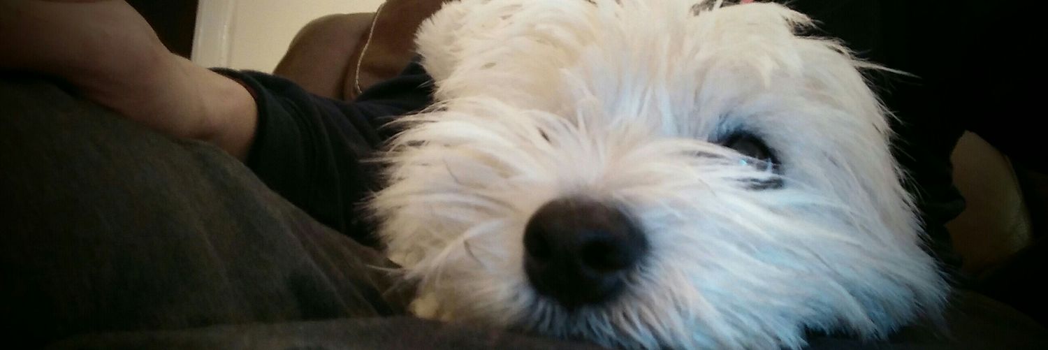 muiroffowlis's profile banner image