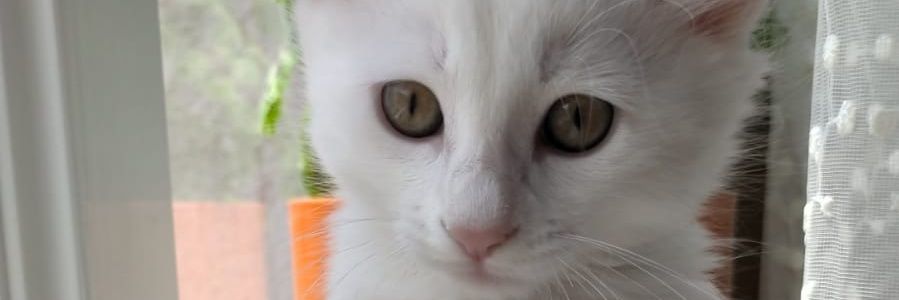 tanerte's profile banner image