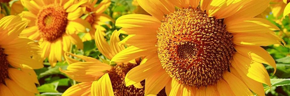 BedfordRemoval's profile banner image