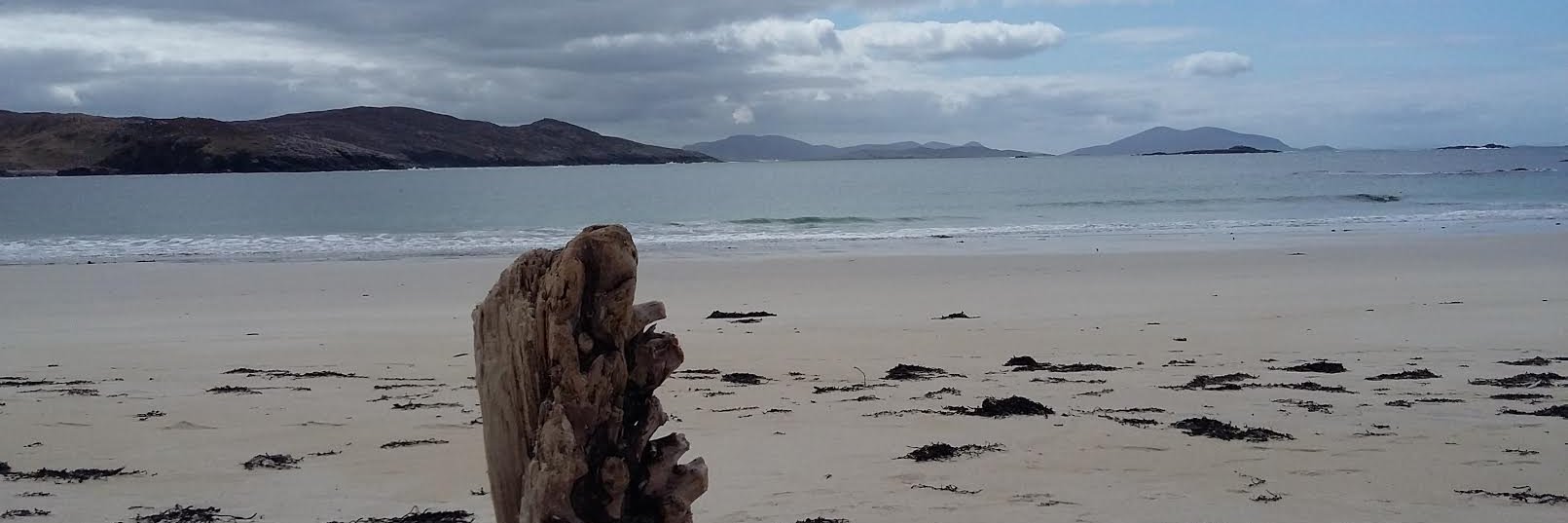 FrannieSB 🐖 🐗 banner