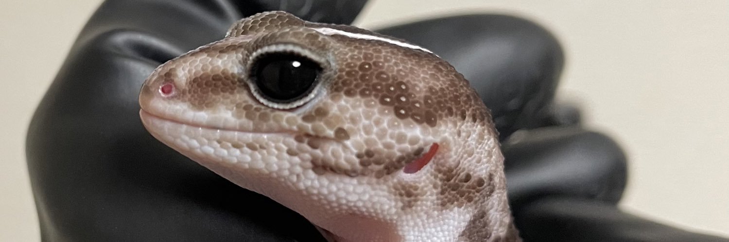 だぃすけ𝕏🌱🦑 banner