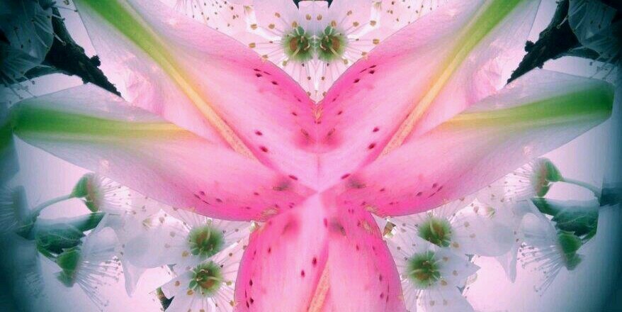 daisybotha's profile banner image
