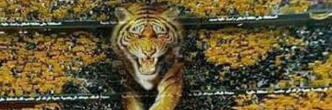 meshalgimi's profile banner image