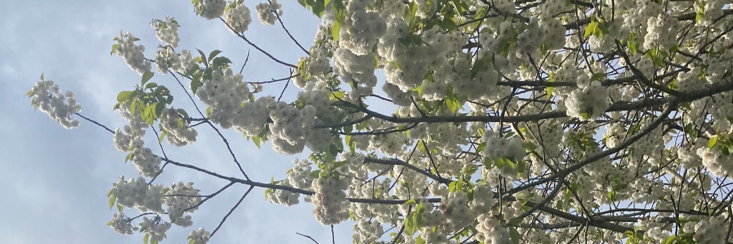 🐝 banner