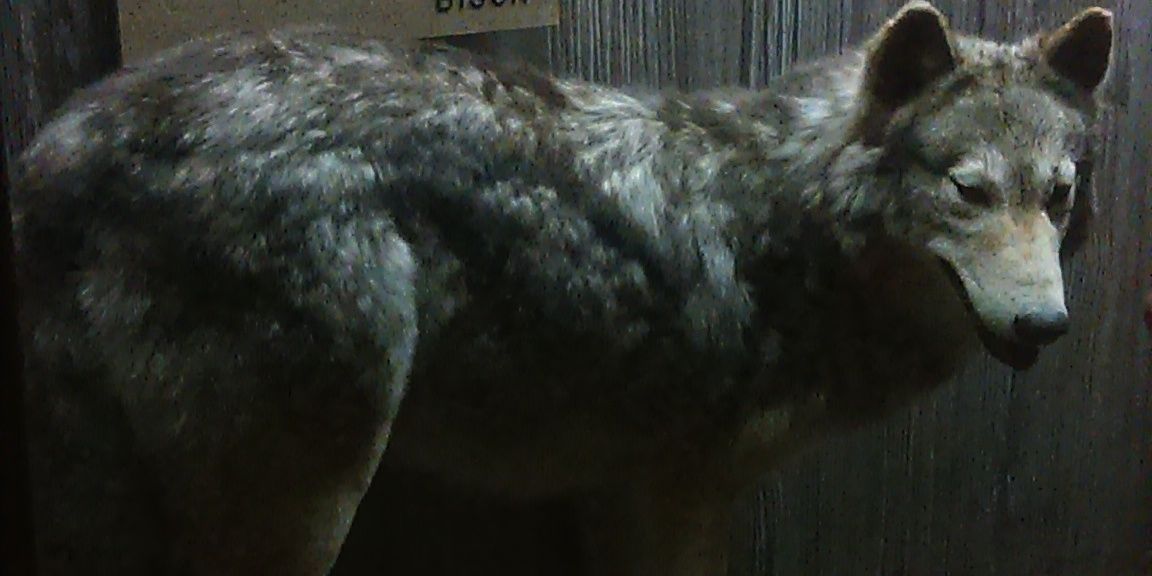 aliecat73's profile banner image