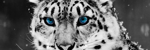 danieldohh Profile Banner