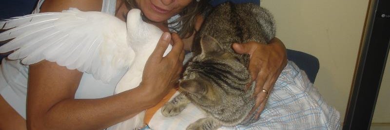 A pomba, a gata e eu 🍊💎 banner