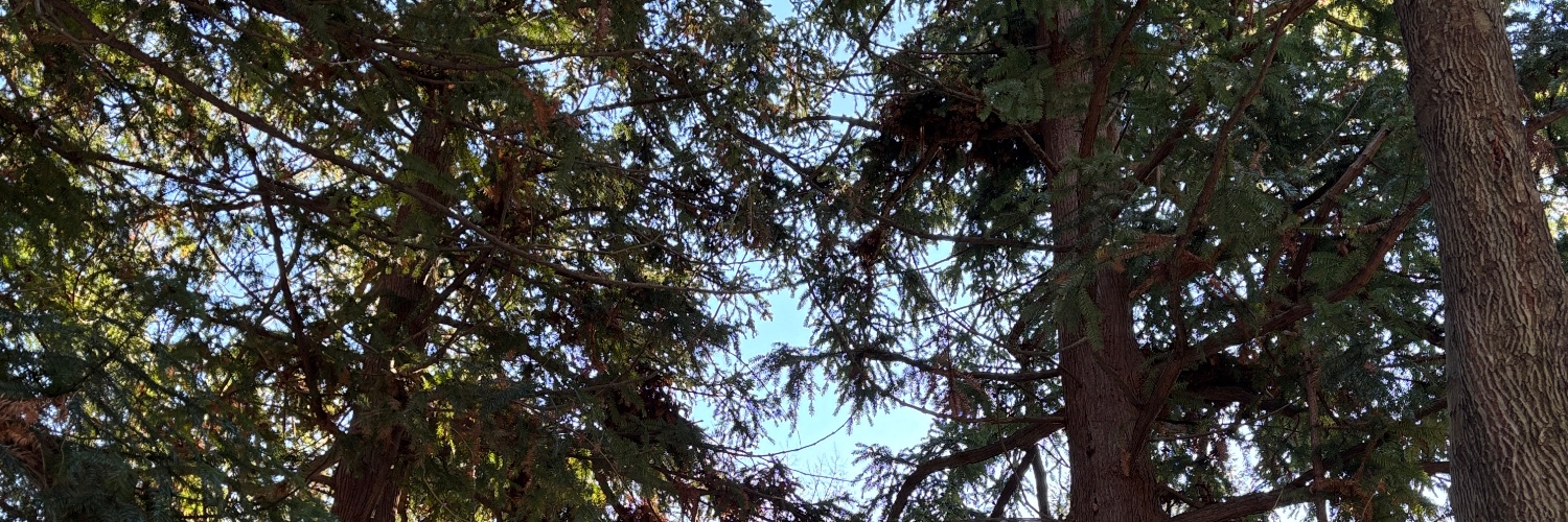 ladysummerisle_'s profile banner image