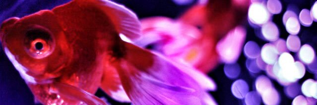 金魚 banner