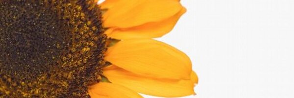 StephChallis Profile Banner