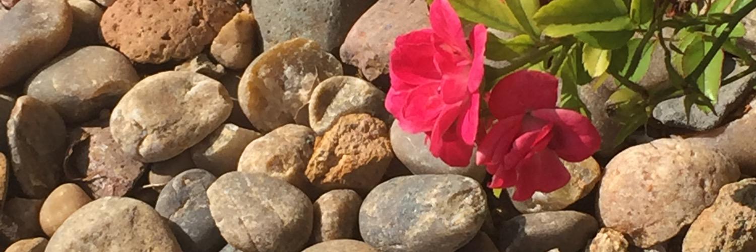 Warrior_Pincess's profile banner image