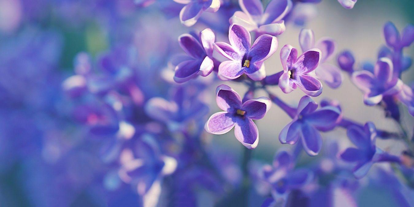 PaulaSansone's profile banner image