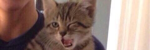 BVS3DKITTY's profile banner image