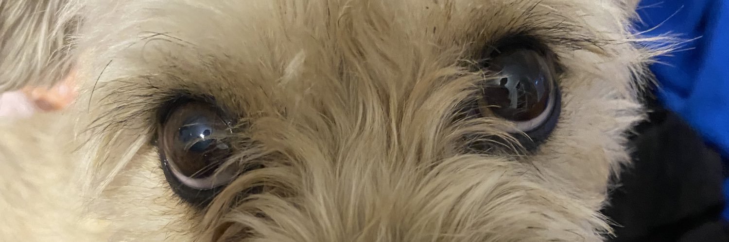 angellydh's profile banner image