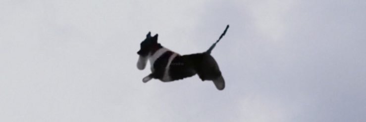 splitiana's profile banner image