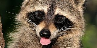 MoshimoBroca's profile banner image