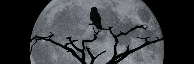 𝕮𝖍𝖎𝖑𝖉 𝖔𝖋 𝕿𝖍𝖊 𝕹𝖎𝖌𝖍𝖙 banner