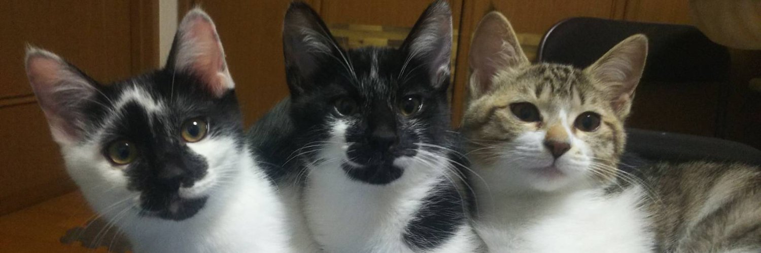 kakimesi's profile banner image
